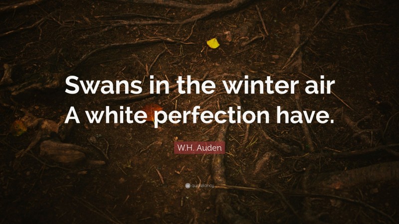 W.H. Auden Quote: “Swans in the winter air A white perfection have.”
