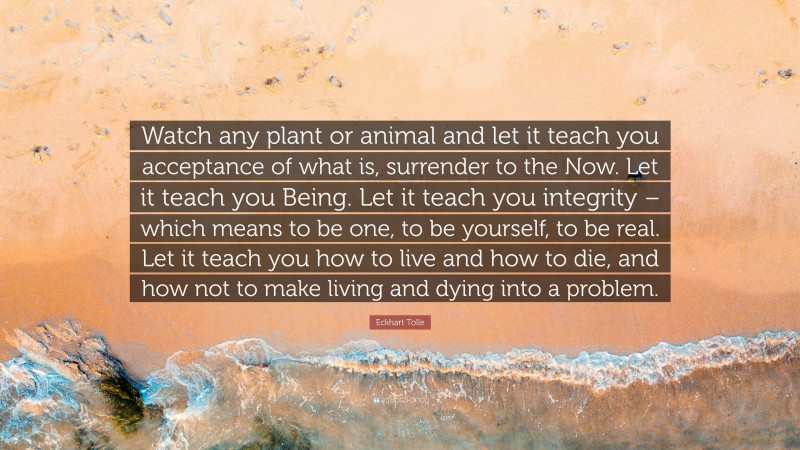 Eckhart Tolle Quote: “Watch any plant or animal and let it teach you acceptance of what is, surrender to the Now. Let it teach you Being. Let it teach you integrity – which means to be one, to be yourself, to be real. Let it teach you how to live and how to die, and how not to make living and dying into a problem.”