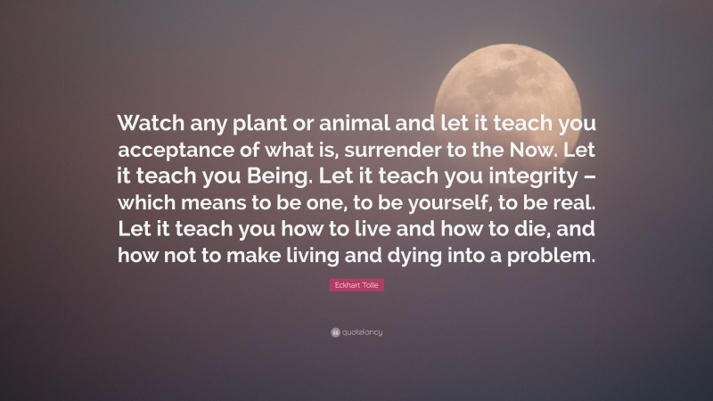 Eckhart Tolle Quote: “Watch any plant or animal and let it teach you acceptance of what is, surrender to the Now. Let it teach you Being. Let it teach you integrity – which means to be one, to be yourself, to be real. Let it teach you how to live and how to die, and how not to make living and dying into a problem.”