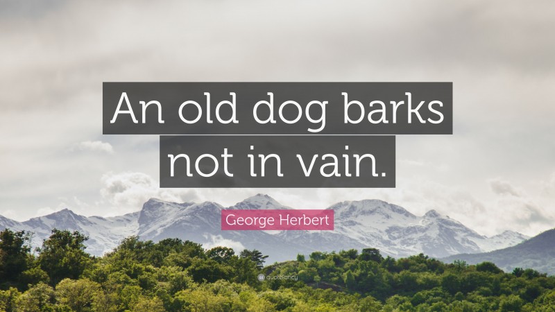 George Herbert Quote: “An old dog barks not in vain.”
