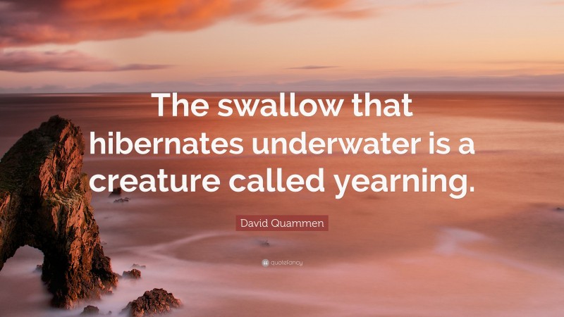 David Quammen Quote: “The swallow that hibernates underwater is a creature called yearning.”