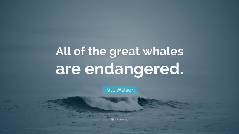 Paul Watson Quote: “All of the great whales are endangered.”