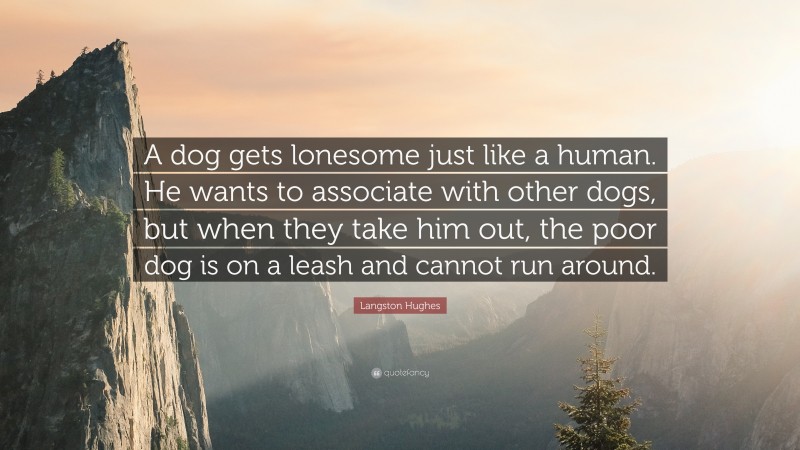 Langston Hughes Quote: “A dog gets lonesome just like a human. He wants to associate with other dogs, but when they take him out, the poor dog is on a leash and cannot run around.”