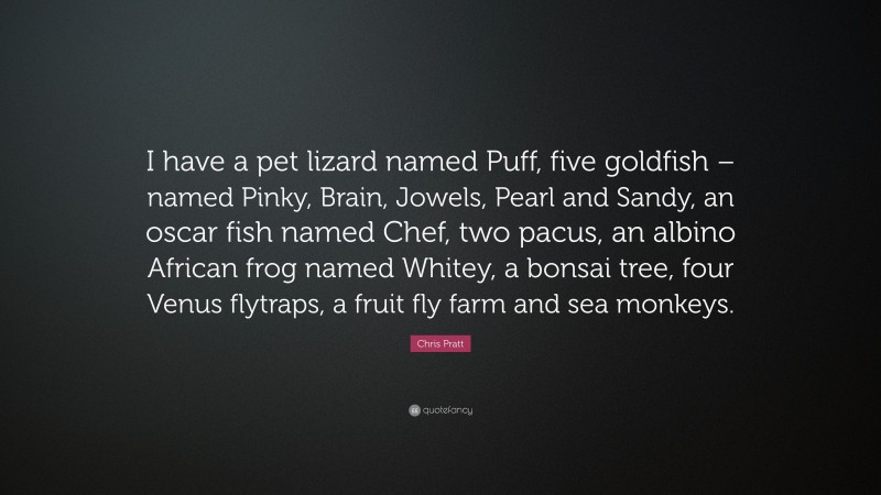 Chris Pratt Quote: “I have a pet lizard named Puff, five goldfish – named Pinky, Brain, Jowels, Pearl and Sandy, an oscar fish named Chef, two pacus, an albino African frog named Whitey, a bonsai tree, four Venus flytraps, a fruit fly farm and sea monkeys.”