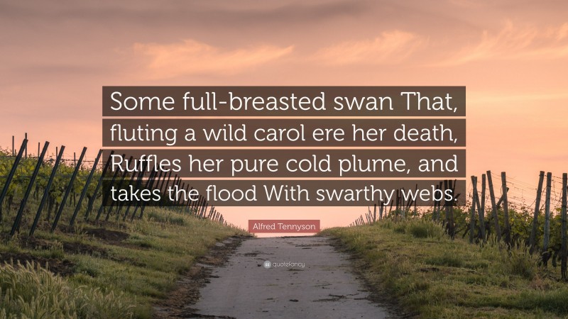 Alfred Tennyson Quote: “Some full-breasted swan That, fluting a wild carol ere her death, Ruffles her pure cold plume, and takes the flood With swarthy webs.”