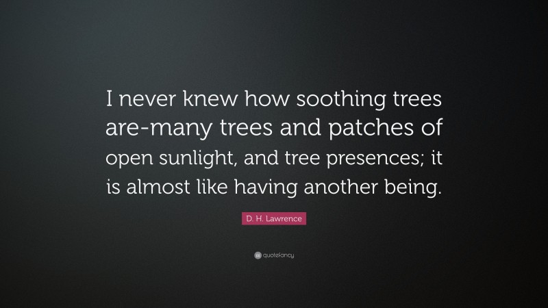 D. H. Lawrence Quote: “I never knew how soothing trees are-many trees and patches of open sunlight, and tree presences; it is almost like having another being.”