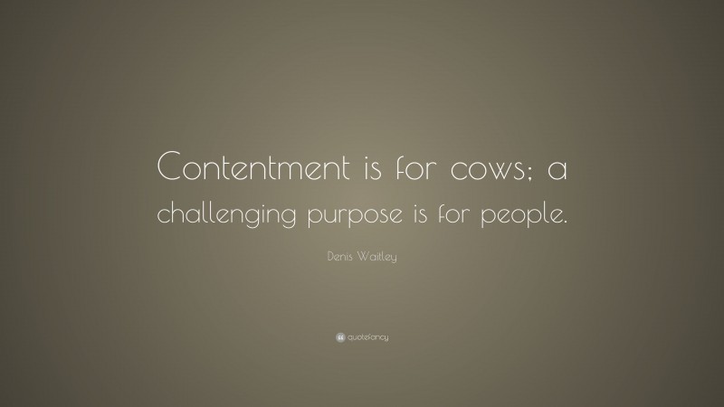Denis Waitley Quote: “Contentment is for cows; a challenging purpose is for people.”