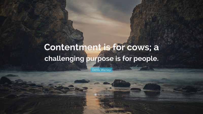 Denis Waitley Quote: “Contentment is for cows; a challenging purpose is for people.”