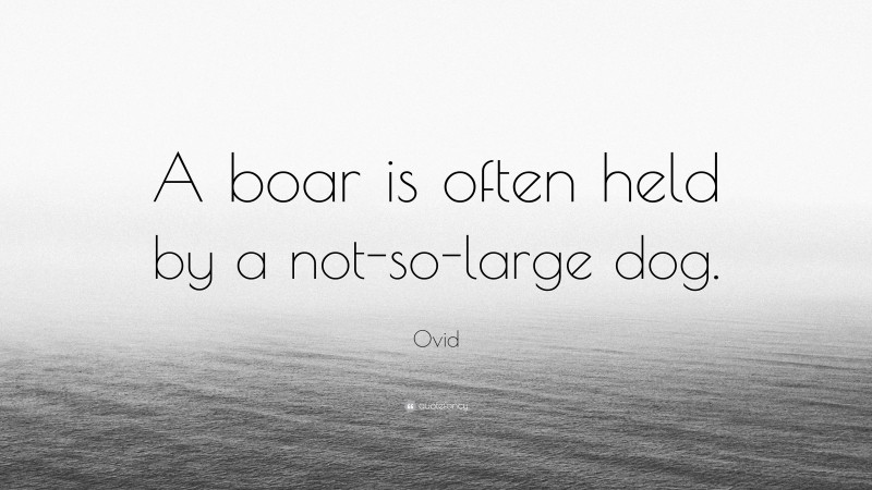 Ovid Quote: “A boar is often held by a not-so-large dog.”