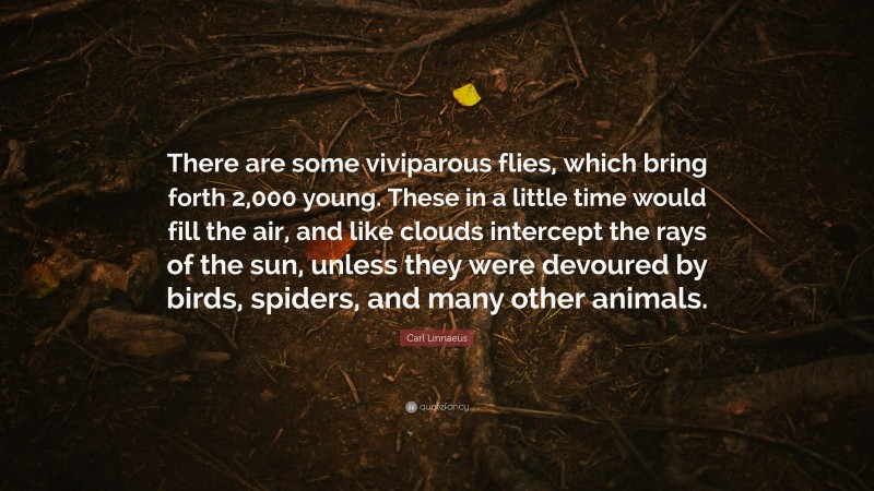 Carl Linnaeus Quote: “There are some viviparous flies, which bring forth 2,000 young. These in a little time would fill the air, and like clouds intercept the rays of the sun, unless they were devoured by birds, spiders, and many other animals.”