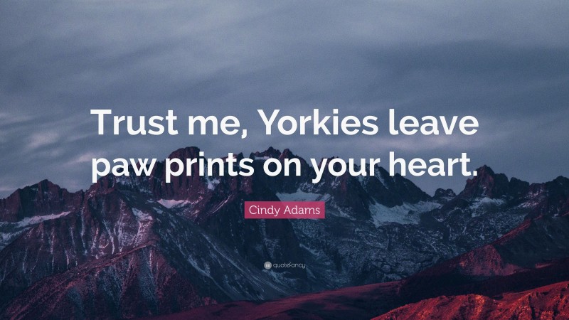 Cindy Adams Quote: “Trust me, Yorkies leave paw prints on your heart.”