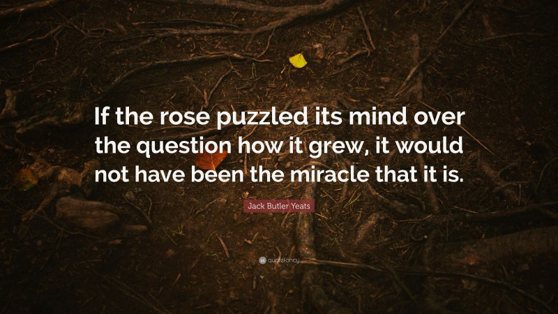 Jack Butler Yeats Quote: “If the rose puzzled its mind over the question how it grew, it would not have been the miracle that it is.”