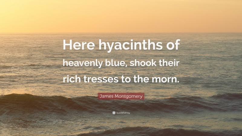 James Montgomery Quote: “Here hyacinths of heavenly blue, shook their rich tresses to the morn.”