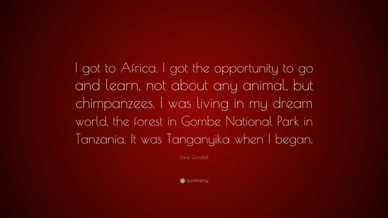 Jane Goodall Quote: “I got to Africa. I got the opportunity to go and learn, not about any animal, but chimpanzees. I was living in my dream world, the forest in Gombe National Park in Tanzania. It was Tanganyika when I began.”