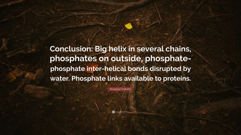Rosalind Franklin Quote: “Conclusion: Big helix in several chains, phosphates on outside, phosphate-phosphate inter-helical bonds disrupted by water. Phosphate links available to proteins.”