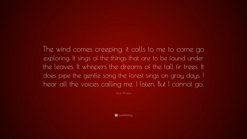 Opal Whiteley Quote: “The wind comes creeping, it calls to me to come go exploring. It sings of the things that are to be found under the leaves. It whispers the dreams of the tall fir trees. It does pipe the gentle song the forest sings on gray days. I hear all the voices calling me. I listen. But I cannot go.”
