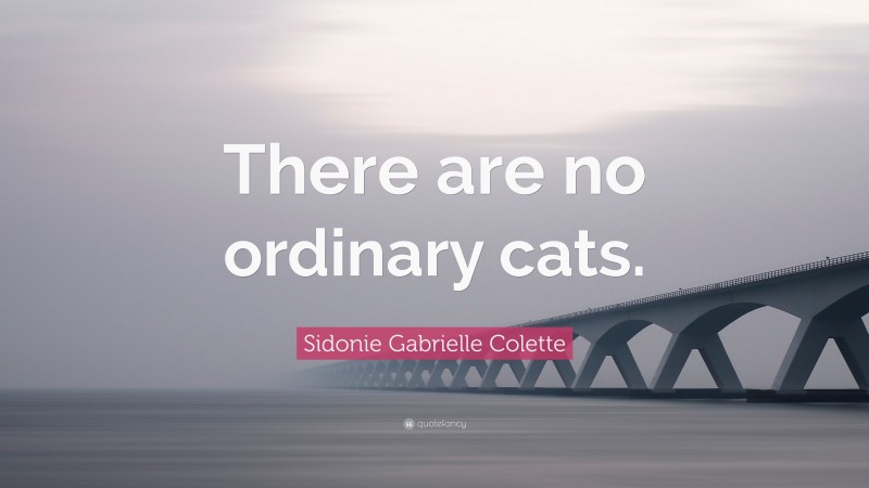 Sidonie Gabrielle Colette Quote: “There are no ordinary cats.”