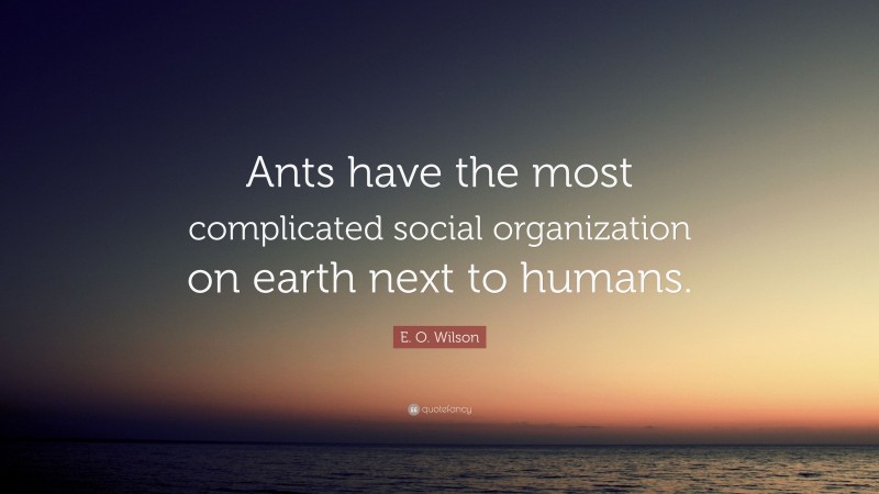 E. O. Wilson Quote: “Ants have the most complicated social organization on earth next to humans.”