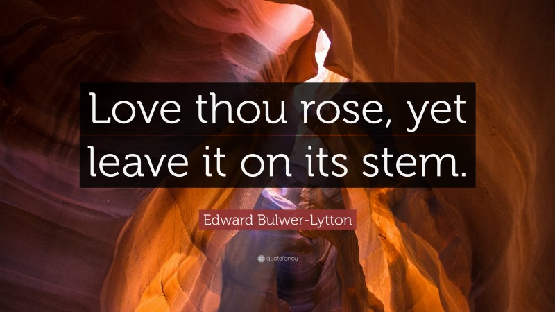 Edward Bulwer-Lytton Quote: “Love thou rose, yet leave it on its stem.”