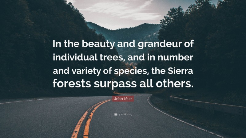 John Muir Quote: “In the beauty and grandeur of individual trees, and in number and variety of species, the Sierra forests surpass all others.”