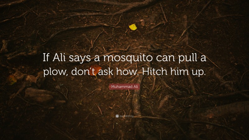 Muhammad Ali Quote: “If Ali says a mosquito can pull a plow, don’t ask how. Hitch him up.”