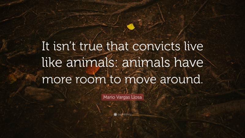 Mario Vargas Llosa Quote: “It isn’t true that convicts live like animals: animals have more room to move around.”
