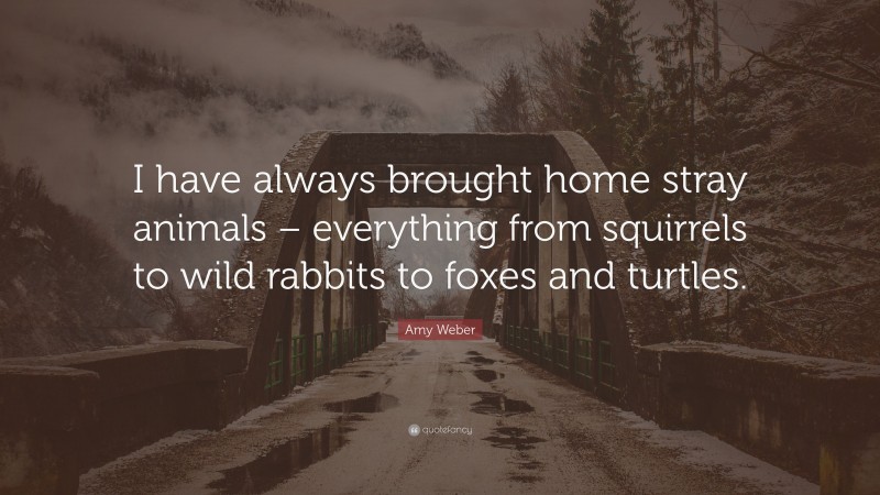 Amy Weber Quote: “I have always brought home stray animals – everything from squirrels to wild rabbits to foxes and turtles.”