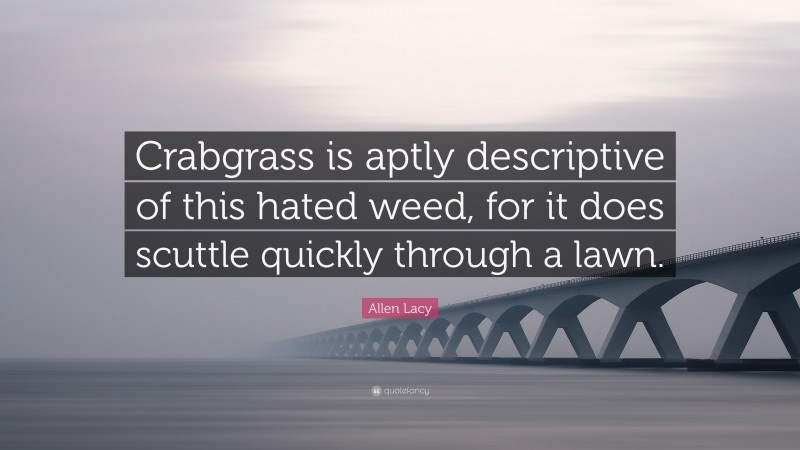 Allen Lacy Quote: “Crabgrass is aptly descriptive of this hated weed, for it does scuttle quickly through a lawn.”