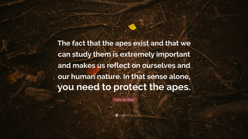 Frans de Waal Quote: “The fact that the apes exist and that we can study them is extremely important and makes us reflect on ourselves and our human nature. In that sense alone, you need to protect the apes.”