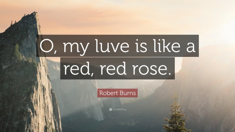 Robert Burns Quote: “O, my luve is like a red, red rose.”