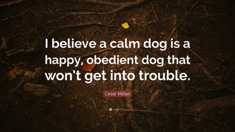 Cesar Millan Quote: “I believe a calm dog is a happy, obedient dog that won’t get into trouble.”