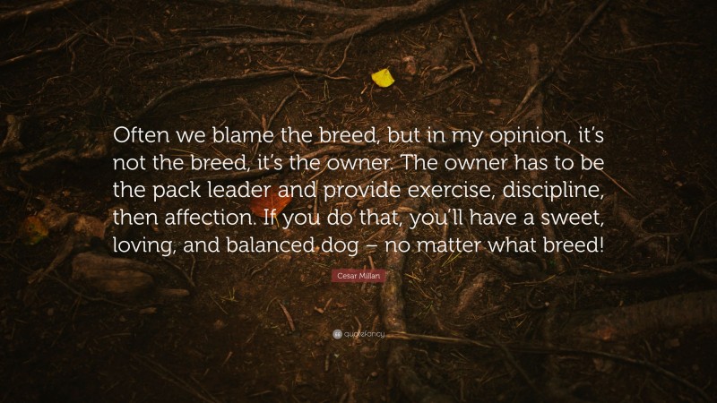 Cesar Millan Quote: “Often we blame the breed, but in my opinion, it’s not the breed, it’s the owner. The owner has to be the pack leader and provide exercise, discipline, then affection. If you do that, you’ll have a sweet, loving, and balanced dog – no matter what breed!”