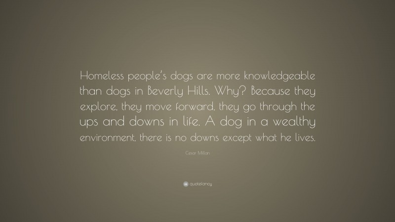 Cesar Millan Quote: “Homeless people’s dogs are more knowledgeable than dogs in Beverly Hills. Why? Because they explore, they move forward, they go through the ups and downs in life. A dog in a wealthy environment, there is no downs except what he lives.”