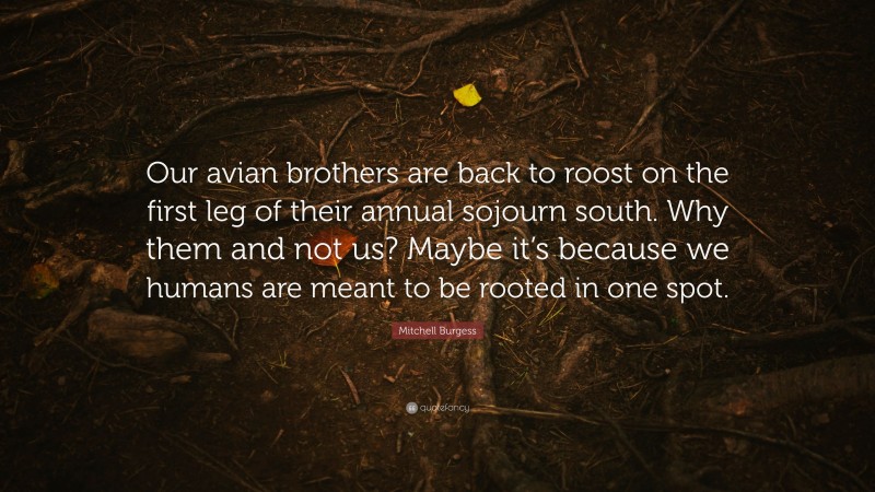 Mitchell Burgess Quote: “Our avian brothers are back to roost on the first leg of their annual sojourn south. Why them and not us? Maybe it’s because we humans are meant to be rooted in one spot.”