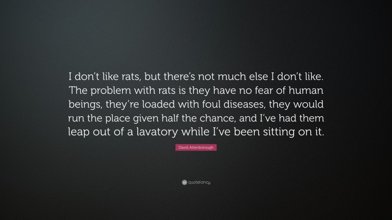 David Attenborough Quote: “I don’t like rats, but there’s not much else I don’t like. The problem with rats is they have no fear of human beings, they’re loaded with foul diseases, they would run the place given half the chance, and I’ve had them leap out of a lavatory while I’ve been sitting on it.”