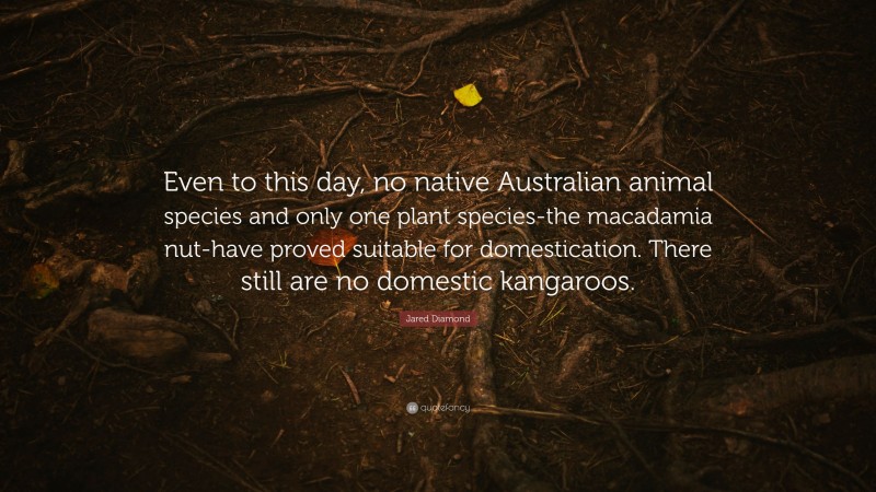 Jared Diamond Quote: “Even to this day, no native Australian animal species and only one plant species-the macadamia nut-have proved suitable for domestication. There still are no domestic kangaroos.”