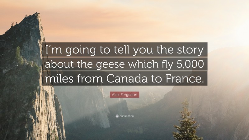 Alex Ferguson Quote: “I’m going to tell you the story about the geese which fly 5,000 miles from Canada to France.”