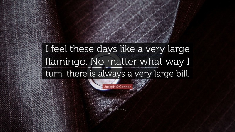 Joseph O'Connor Quote: “I feel these days like a very large flamingo. No matter what way I turn, there is always a very large bill.”