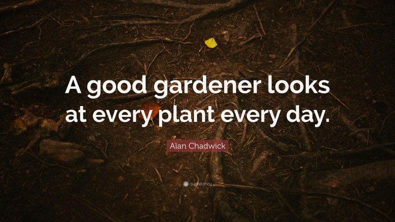 Alan Chadwick Quote: “A good gardener looks at every plant every day.”
