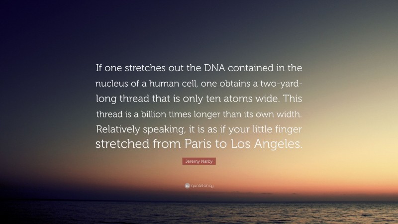 Jeremy Narby Quote: “If one stretches out the DNA contained in the nucleus of a human cell, one obtains a two-yard-long thread that is only ten atoms wide. This thread is a billion times longer than its own width. Relatively speaking, it is as if your little finger stretched from Paris to Los Angeles.”