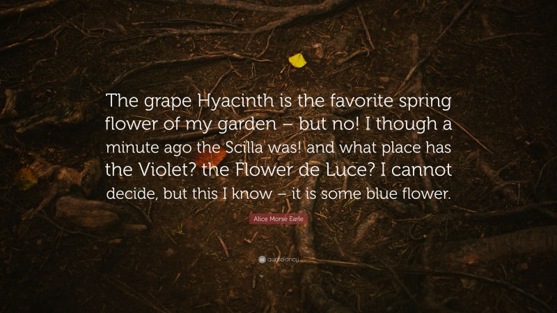 Alice Morse Earle Quote: “The grape Hyacinth is the favorite spring flower of my garden – but no! I though a minute ago the Scilla was! and what place has the Violet? the Flower de Luce? I cannot decide, but this I know – it is some blue flower.”