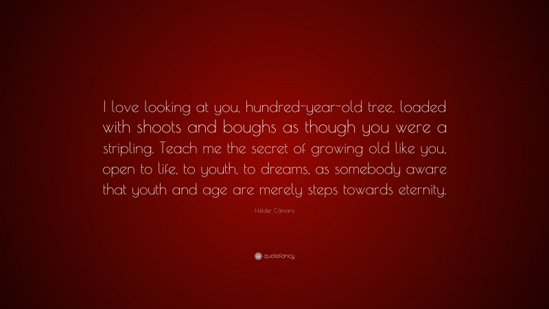 Hélder Câmara Quote: “I love looking at you, hundred-year-old tree, loaded with shoots and boughs as though you were a stripling. Teach me the secret of growing old like you, open to life, to youth, to dreams, as somebody aware that youth and age are merely steps towards eternity.”