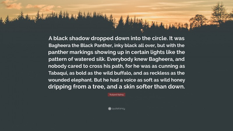 Rudyard Kipling Quote: “A black shadow dropped down into the circle. It was Bagheera the Black Panther, inky black all over, but with the panther markings showing up in certain lights like the pattern of watered silk. Everybody knew Bagheera, and nobody cared to cross his path, for he was as cunning as Tabaqui, as bold as the wild buffalo, and as reckless as the wounded elephant. But he had a voice as soft as wild honey dripping from a tree, and a skin softer than down.”
