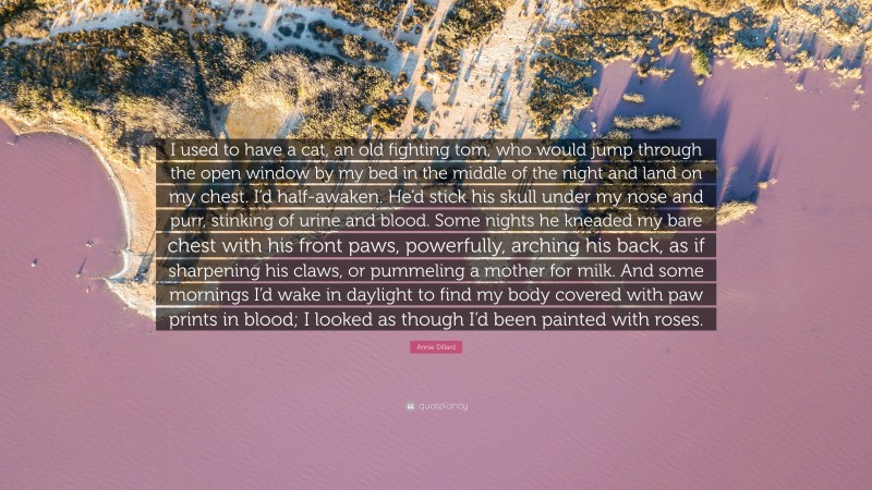 Annie Dillard Quote: “I used to have a cat, an old fighting tom, who would jump through the open window by my bed in the middle of the night and land on my chest. I’d half-awaken. He’d stick his skull under my nose and purr, stinking of urine and blood. Some nights he kneaded my bare chest with his front paws, powerfully, arching his back, as if sharpening his claws, or pummeling a mother for milk. And some mornings I’d wake in daylight to find my body covered with paw prints in blood; I looked as though I’d been painted with roses.”