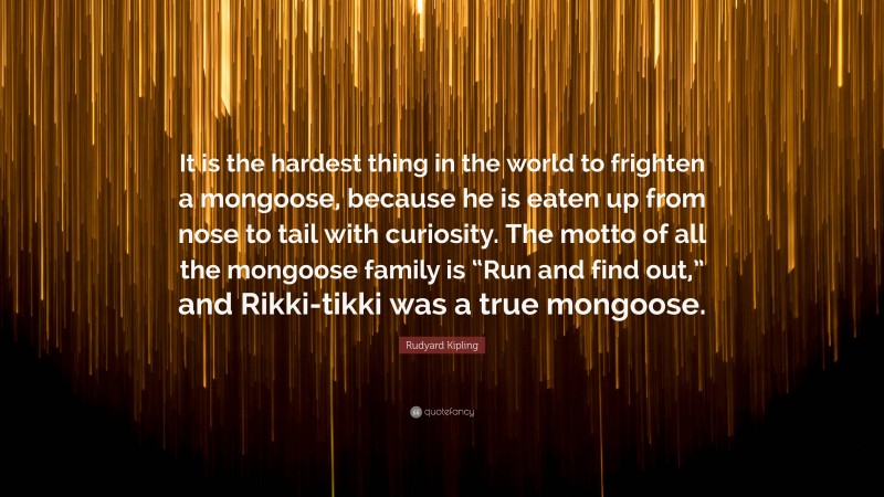 Rudyard Kipling Quote: “It is the hardest thing in the world to frighten a mongoose, because he is eaten up from nose to tail with curiosity. The motto of all the mongoose family is “Run and find out,” and Rikki-tikki was a true mongoose.”