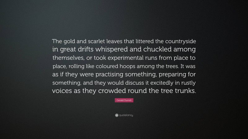 Gerald Durrell Quote: “The gold and scarlet leaves that littered the countryside in great drifts whispered and chuckled among themselves, or took experimental runs from place to place, rolling like coloured hoops among the trees. It was as if they were practising something, preparing for something, and they would discuss it excitedly in rustly voices as they crowded round the tree trunks.”