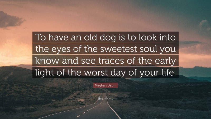 Meghan Daum Quote: “To have an old dog is to look into the eyes of the sweetest soul you know and see traces of the early light of the worst day of your life.”