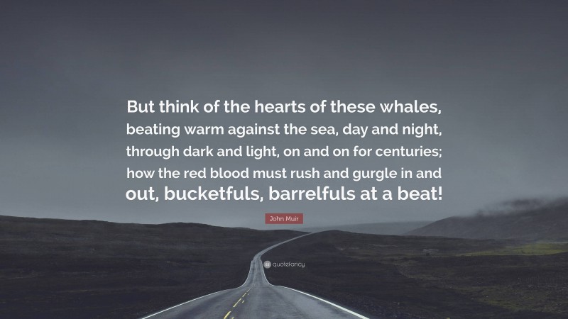 John Muir Quote: “But think of the hearts of these whales, beating warm against the sea, day and night, through dark and light, on and on for centuries; how the red blood must rush and gurgle in and out, bucketfuls, barrelfuls at a beat!”