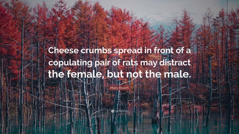 Mary Roach Quote: “Cheese crumbs spread in front of a copulating pair of rats may distract the female, but not the male.”