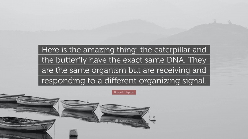 Bruce H. Lipton Quote: “Here is the amazing thing: the caterpillar and the butterfly have the exact same DNA. They are the same organism but are receiving and responding to a different organizing signal.”